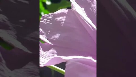 Flores lindas na froresta