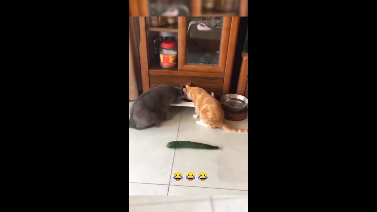Have funny with this dogs 😂😂