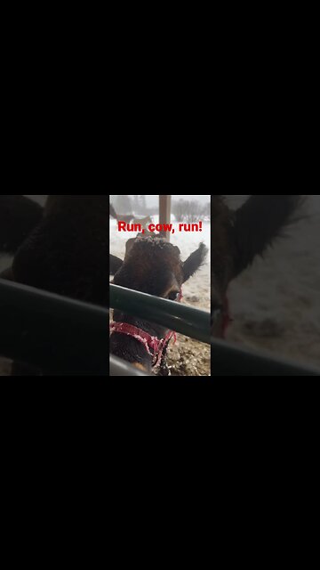Cow chasing donkey in the snow ￼