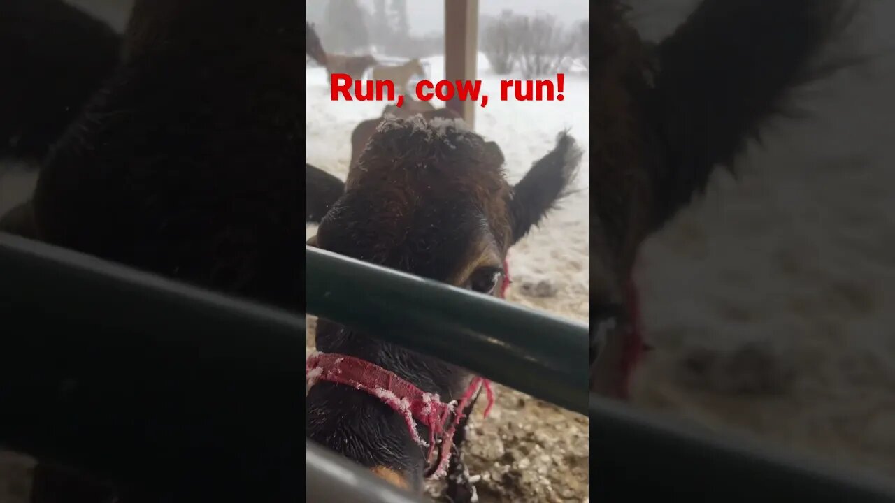 Cow chasing donkey in the snow ￼