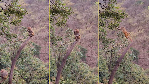 Baby monkey on the top of a tree