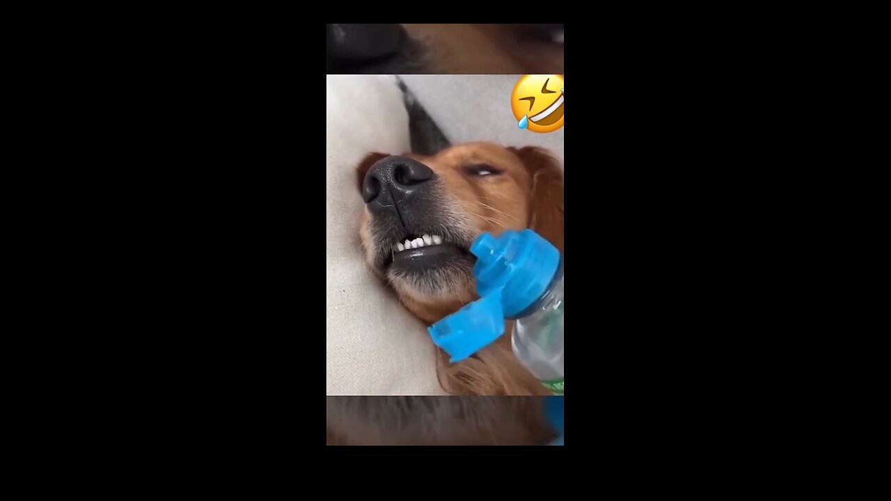 very funny video of dogs 🤣🤣🤣😂😂😂😅😅😅😆😆😆