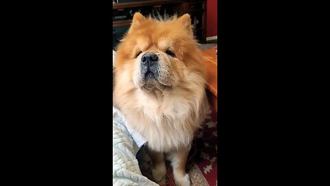 Chow Chow wants attention #doglovers #chowchow #shorts #dogs