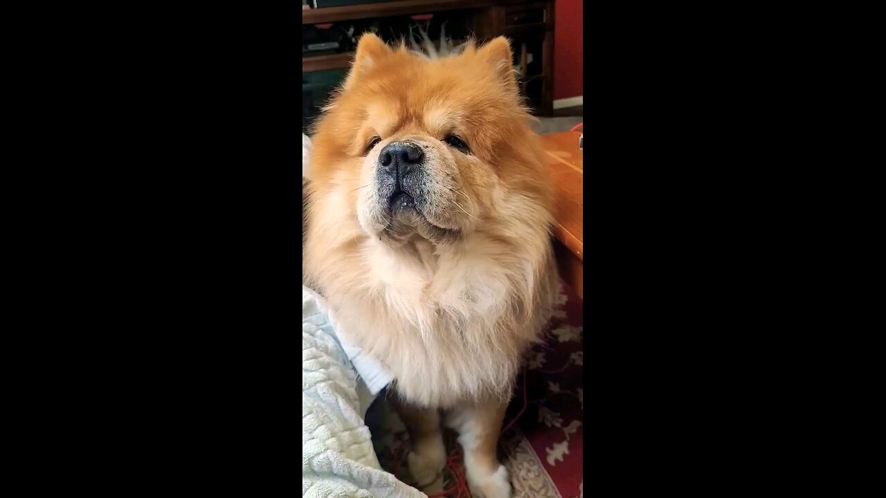 Chow Chow wants attention #doglovers #chowchow #shorts #dogs
