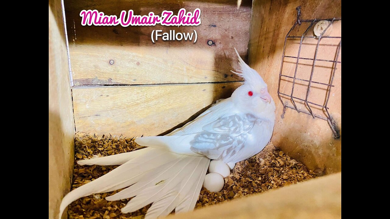 Fallow cockatiels