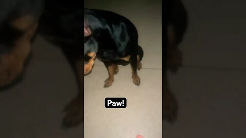 ROTTWEILER WAITS FOR COMMAND! (Must Watch) #shorts #short #viral #trending #subscribe