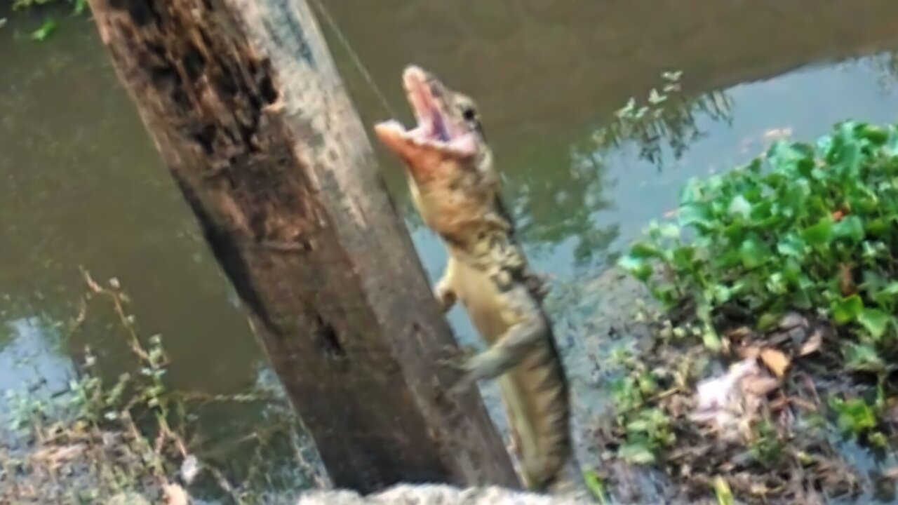 The monitor lizard got caught in the fishing rod