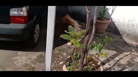 #dogshow , #animals , #dogs