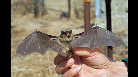 THE BAT SCARED THE TEACHERS