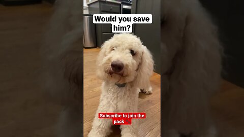 Would you save him? 🐾 #doglover #dogs #puppy