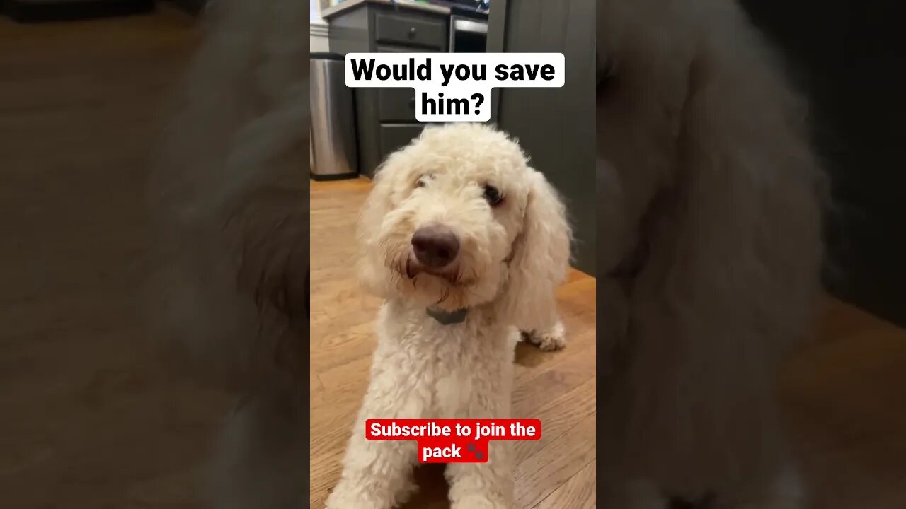 Would you save him? 🐾 #doglover #dogs #puppy