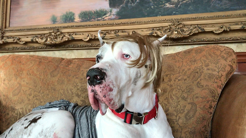 Great Dane models new comb over wig