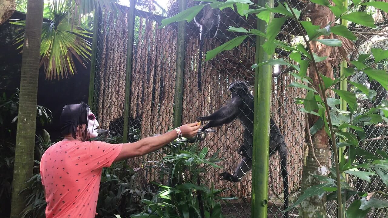 Dude scares monkeys at the zoo with scary mask