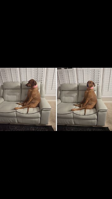 Dog Has Hilarious Reaction To Being Told No More Snacks