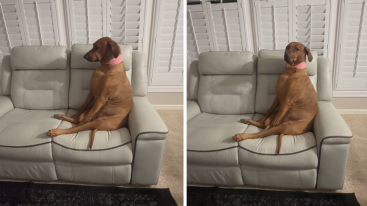 Dog Has Hilarious Reaction To Being Told No More Snacks