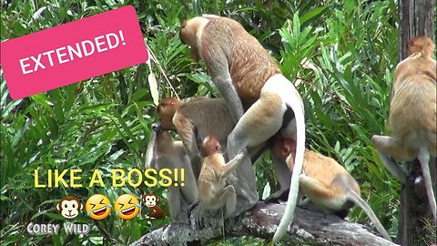 Monkey Baby Bon Bon Cousin Funny Monkeys! Try not Laugh! #monkey #funnyanimals #babymonkey #bonbon