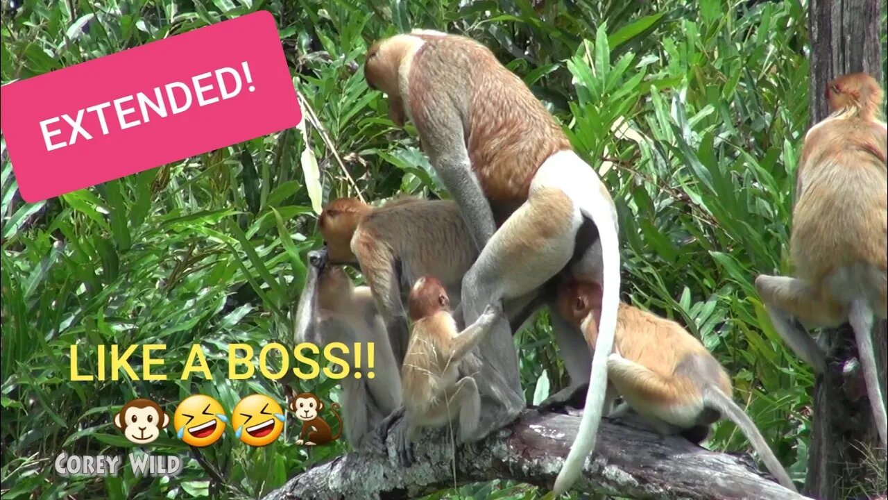 Monkey Baby Bon Bon Cousin Funny Monkeys! Try not Laugh! #monkey #funnyanimals #babymonkey #bonbon