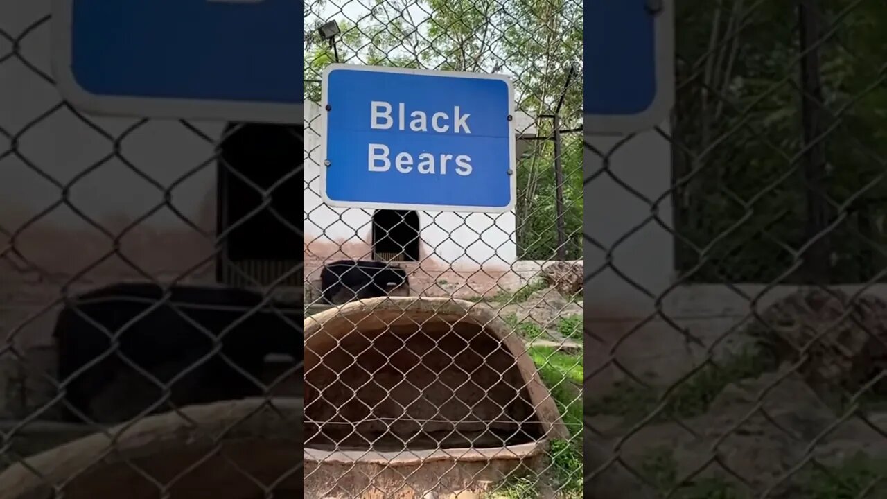 #blackbear #nature #subscribe #ytshorts #zoo #trending #support #tiktok #everyone #everyoneactive