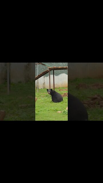 Bear Cub Discovers the World 🧸