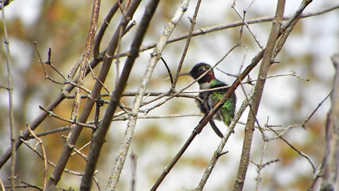 Hummingbird