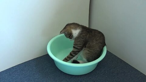 The Cat and the Fascinating Empty Basin