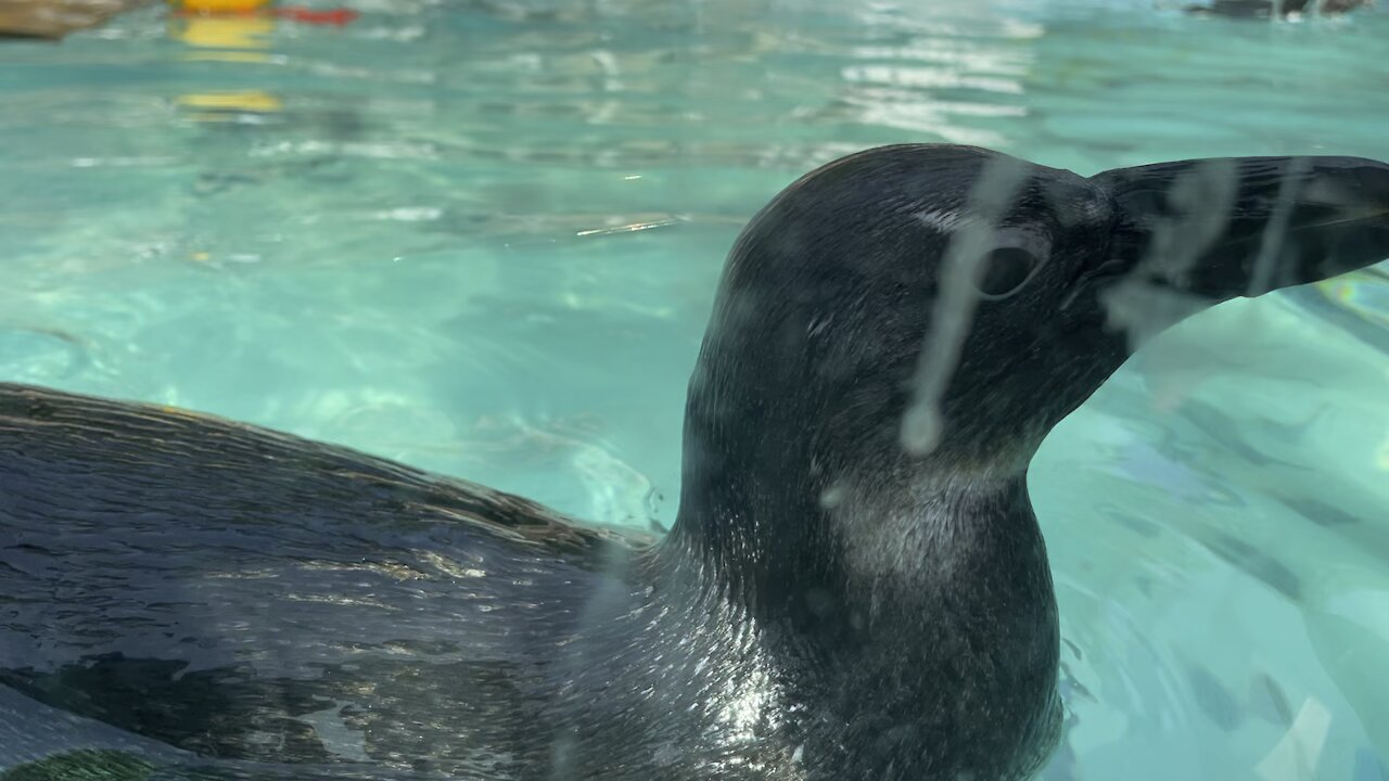 Penguins are swimming in the pool