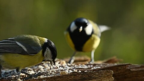 Bird eating