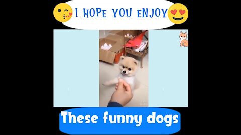 You will laugh at all the cute PUPPIES 🤣 Funny cute PUPPIES Videos 😂🐶