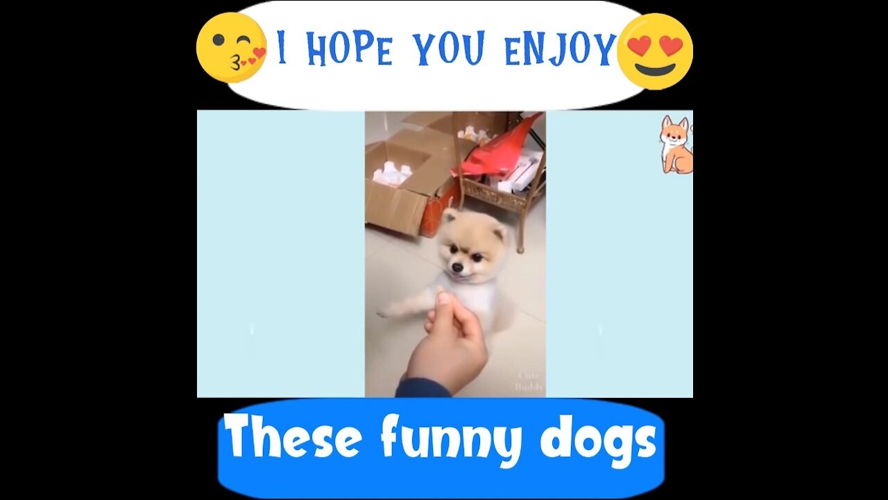 You will laugh at all the cute PUPPIES 🤣 Funny cute PUPPIES Videos 😂🐶