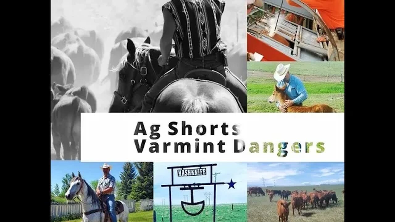 Varmint Dangers - Ag Shorts