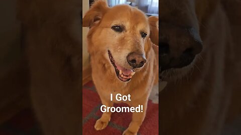 I Got Groomed! Titan age 12 Best Day Ever # #best #life #goldenretriever