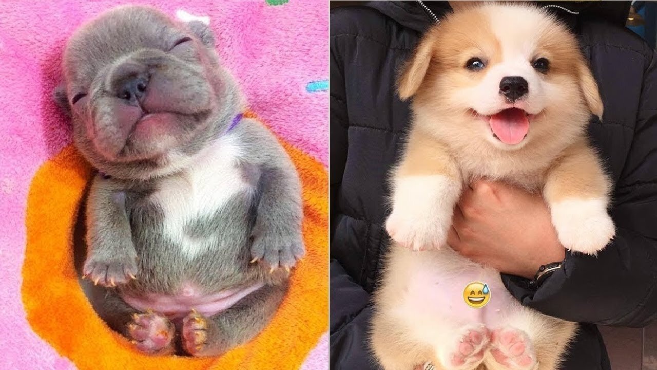 😍😍 Recopilación de perros lindo 😍😍