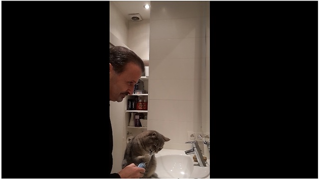 Hygienic cat uses electric toothbrush every morning