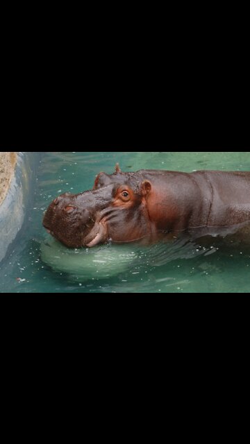 The 'Beauty' Regime of Hippos