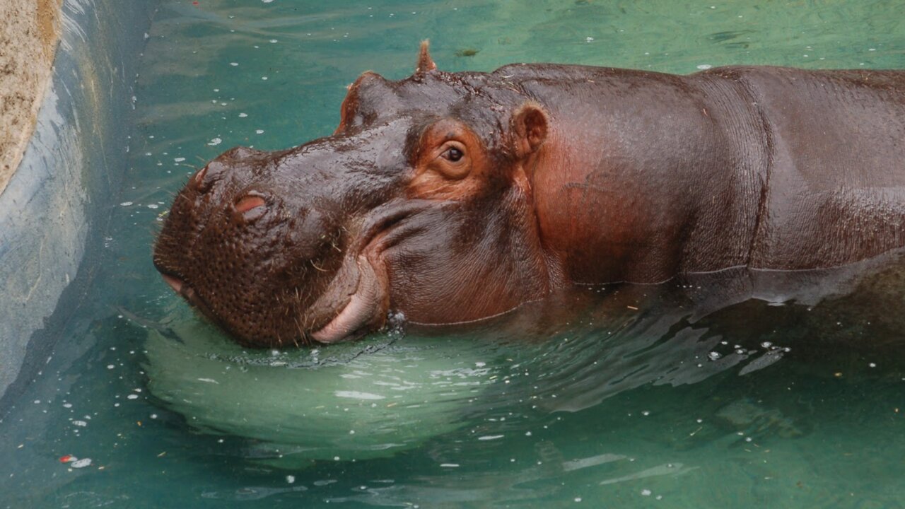 The 'Beauty' Regime of Hippos