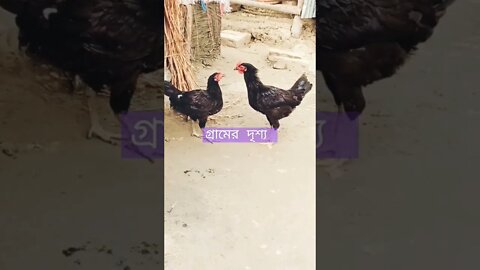 আমাদের গ্রাম #shorts #shortsvideo #voiceofkanij #village Sean