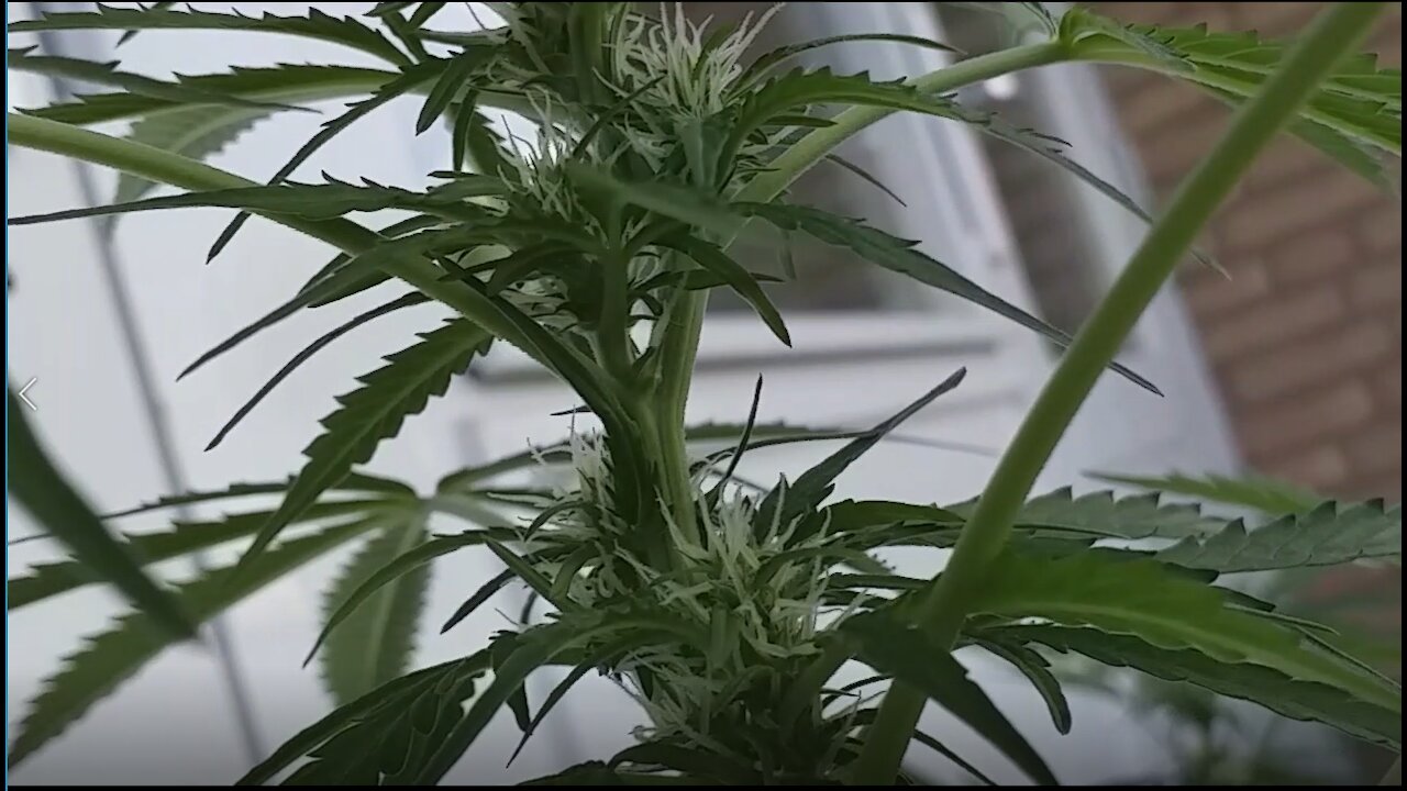 marijuana plant flower