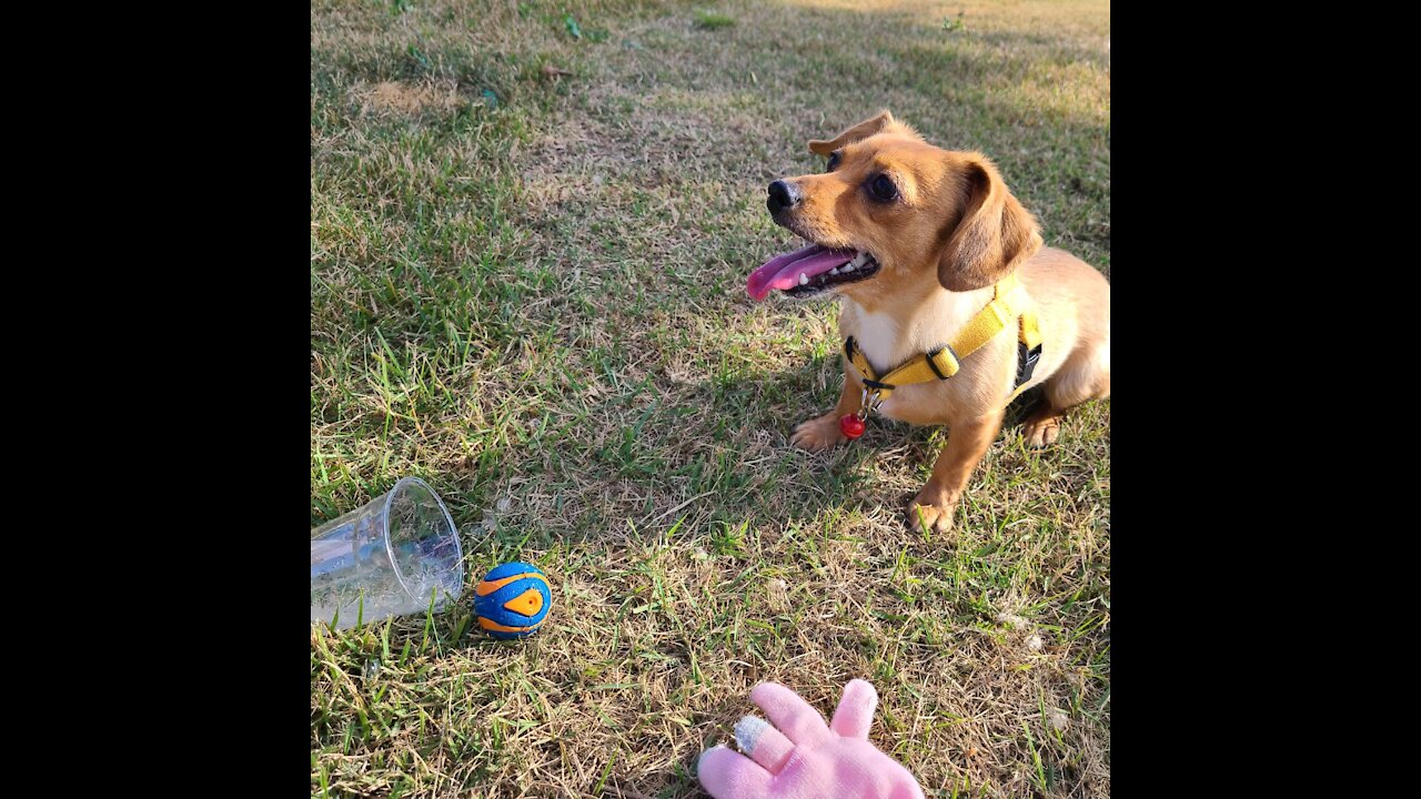 daxcorgi playing ball
