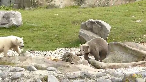 The grayish brown polar bear cubs of Rotterdam Zoo