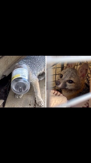 Empty plastic jar almost killed this baby fox