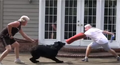 How To Make Dog Become Fully Aggressive With Few Simple Tips