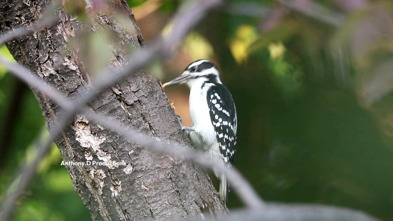 Hairy Woodpecker Hunting Narrated