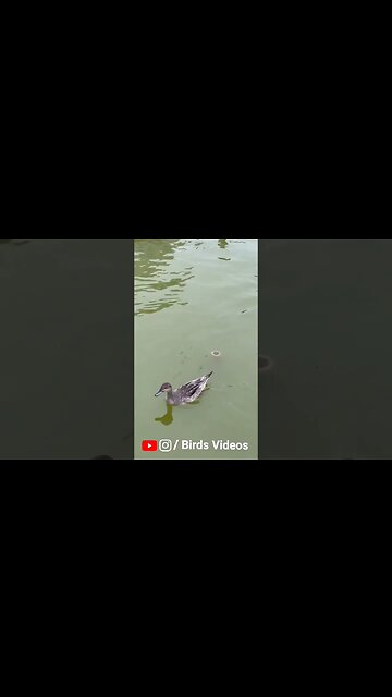 Relaxing Nature Video