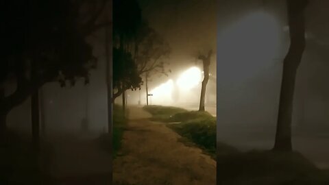 Perritos en la Neblina