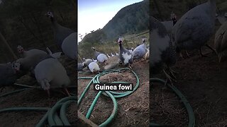 Farm surveillance. Guinea fowl