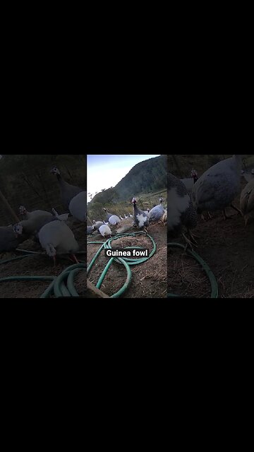 Farm surveillance. Guinea fowl