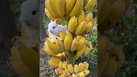 Is this Real or Fairyland?