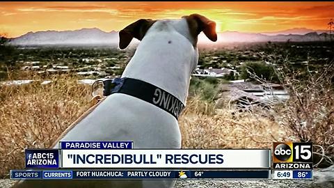 "incredibull" rescue in Paradise Valley