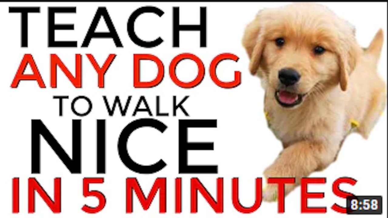 Teach ANY dog to walk nice on the leash 5 MINUTE DOG TRAINING RESULTS!