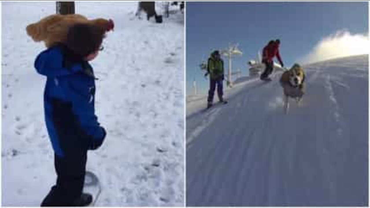 Animals that love to play in the snow.